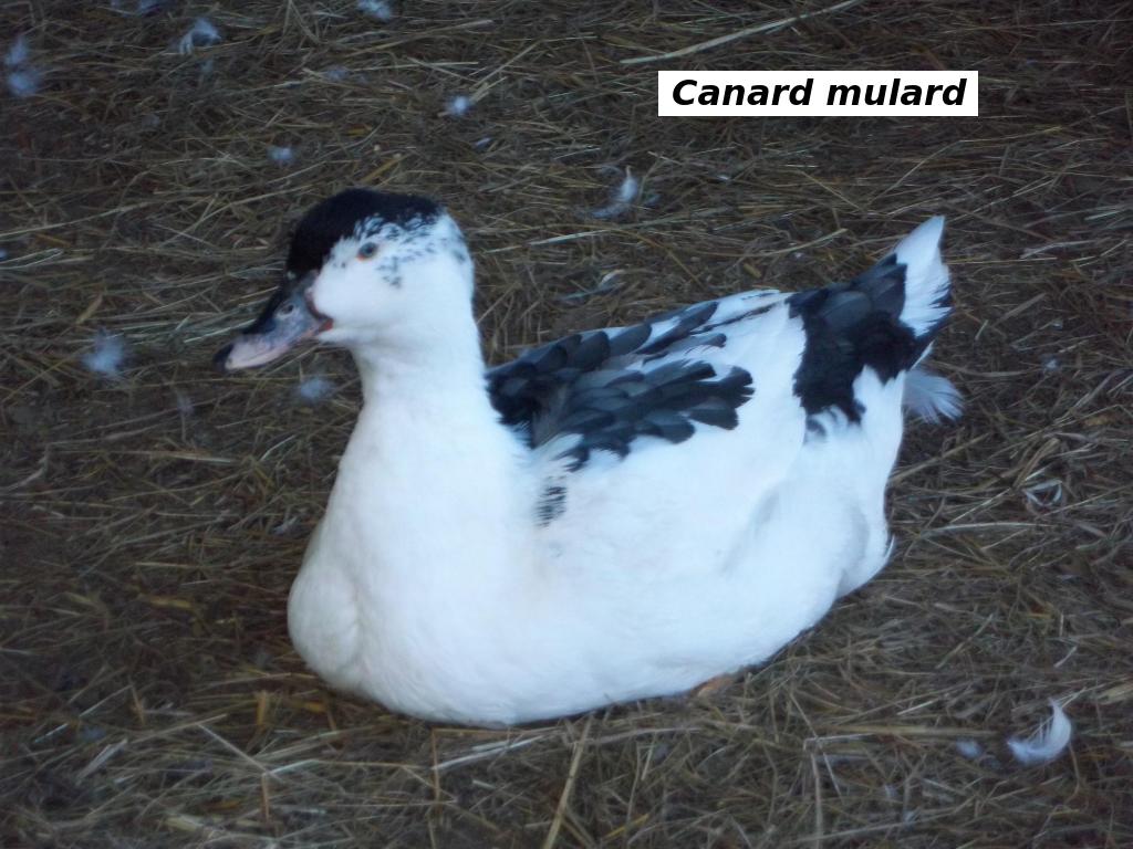 canard mulard