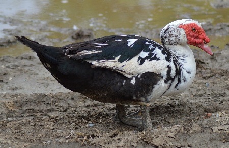 canard de barbarie