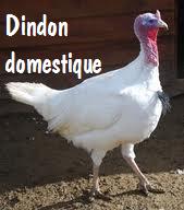 Dindon domestique