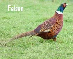 faisan