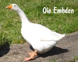 oie embden