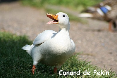 canard de pékin