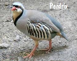 perdrix