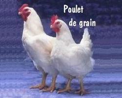 Poulet de grain