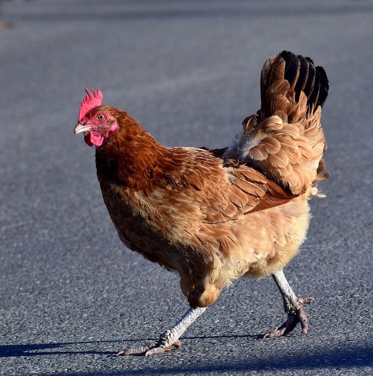 poulet sasso