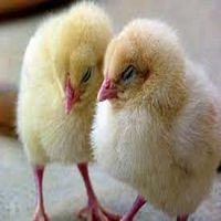 poussin