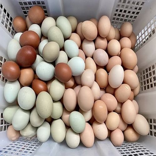 oeuf oeuf de poule