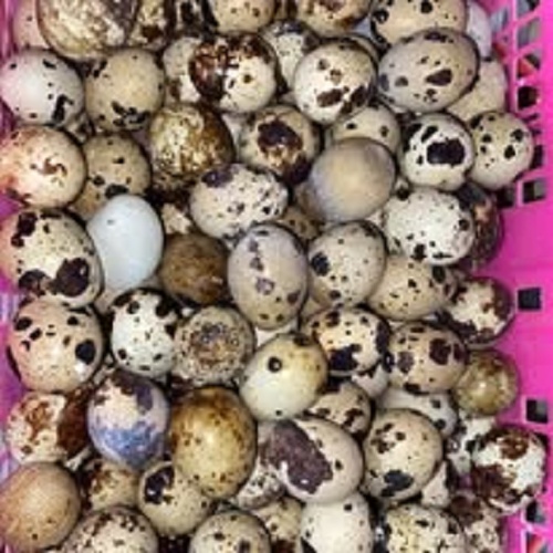 oeuf oeuf de caille