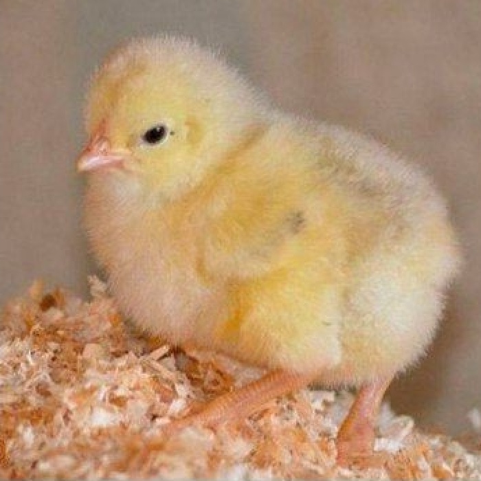 poussin poussin3
